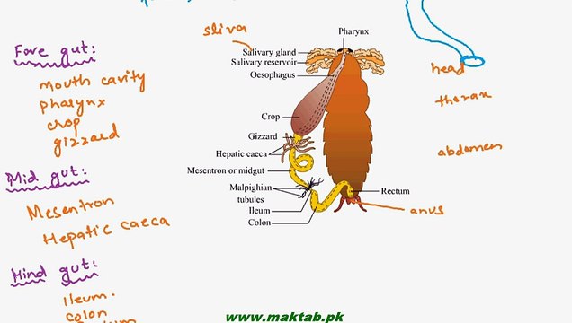 FSc Biology Book1, CH 12, LEC 10; Digestion in Cockroach