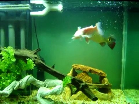 Albino Catfish & Gar NEW RESIDENTS in the 220 gallon AQUARIUM