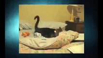 Funny Cats Videos ● Cat Compilation Funny Cat Videos - Funny Animals -Funny Animal Videos