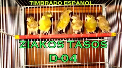 Канарейки певчие, поющие аудио. Пения канареек разных видов видео.