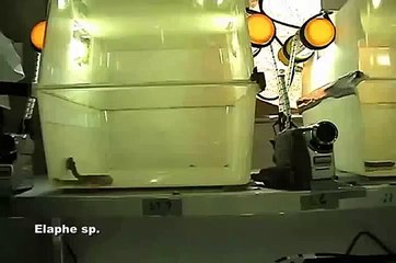 как ведет себя змея в невесомости