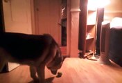 German Shepherd Response To Very Very Angry Cat