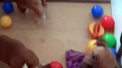 63ème vidéo Chiots de la 21ème portée de Staffordland