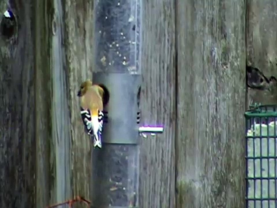 American-Goldfinch