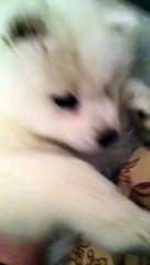 Baby Samoyed playing in bed