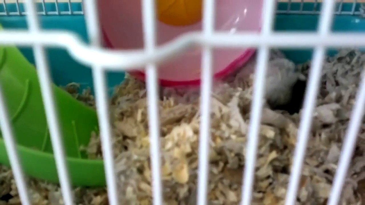 Behind the Scenes with Tiny Hamster and Fiona Frills at Walt Disney World | WDW Best Day Ever