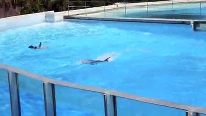 Delfini allo ZooMarine Roma