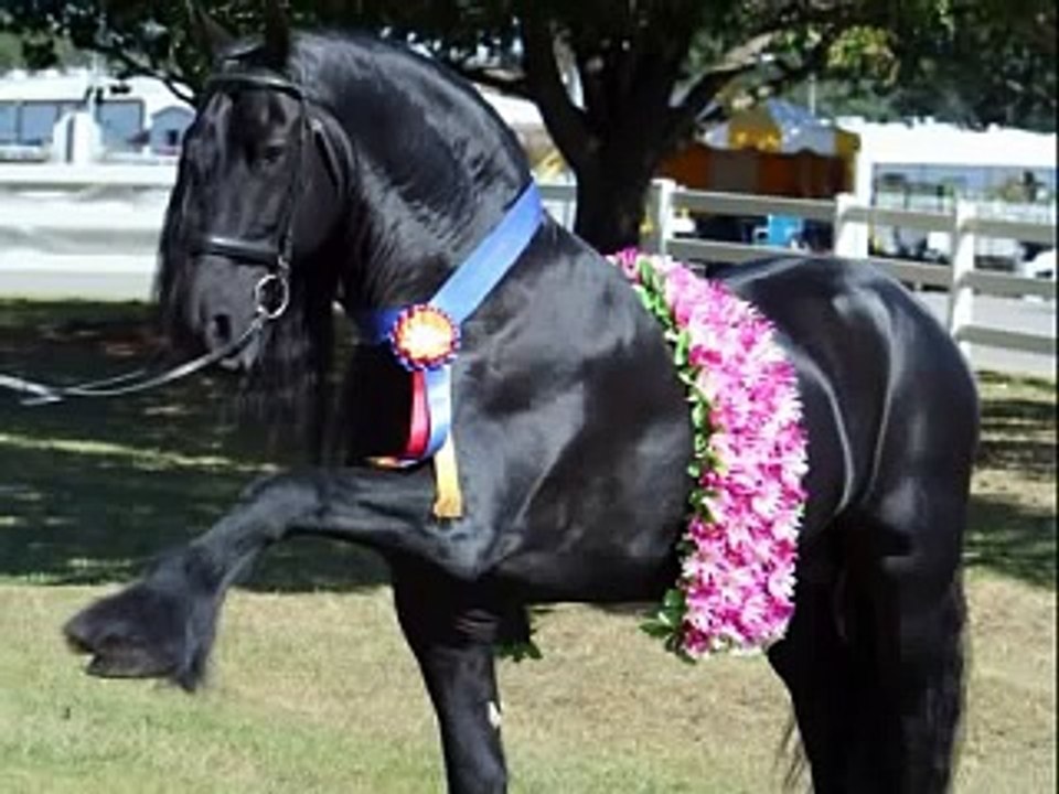 Feathered Horse Classic
