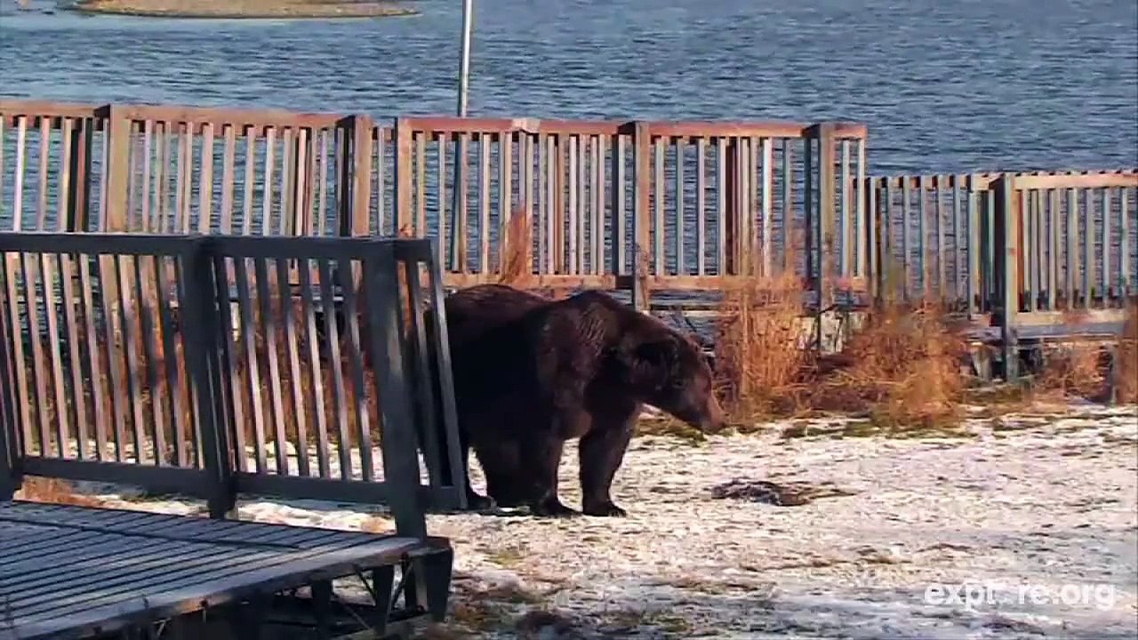 Brown Bear & Salmon Highlights "The Birds & the Bears"