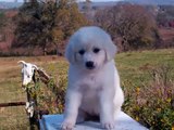 Great Pyrenees / Anatolian Shepherd puppies for sale: Livestock Guardian Dogs