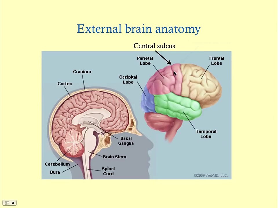 Neuroanatomy - CRASH! USMLE Step 2 and 3