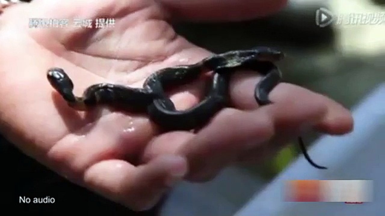 Two Head cobra