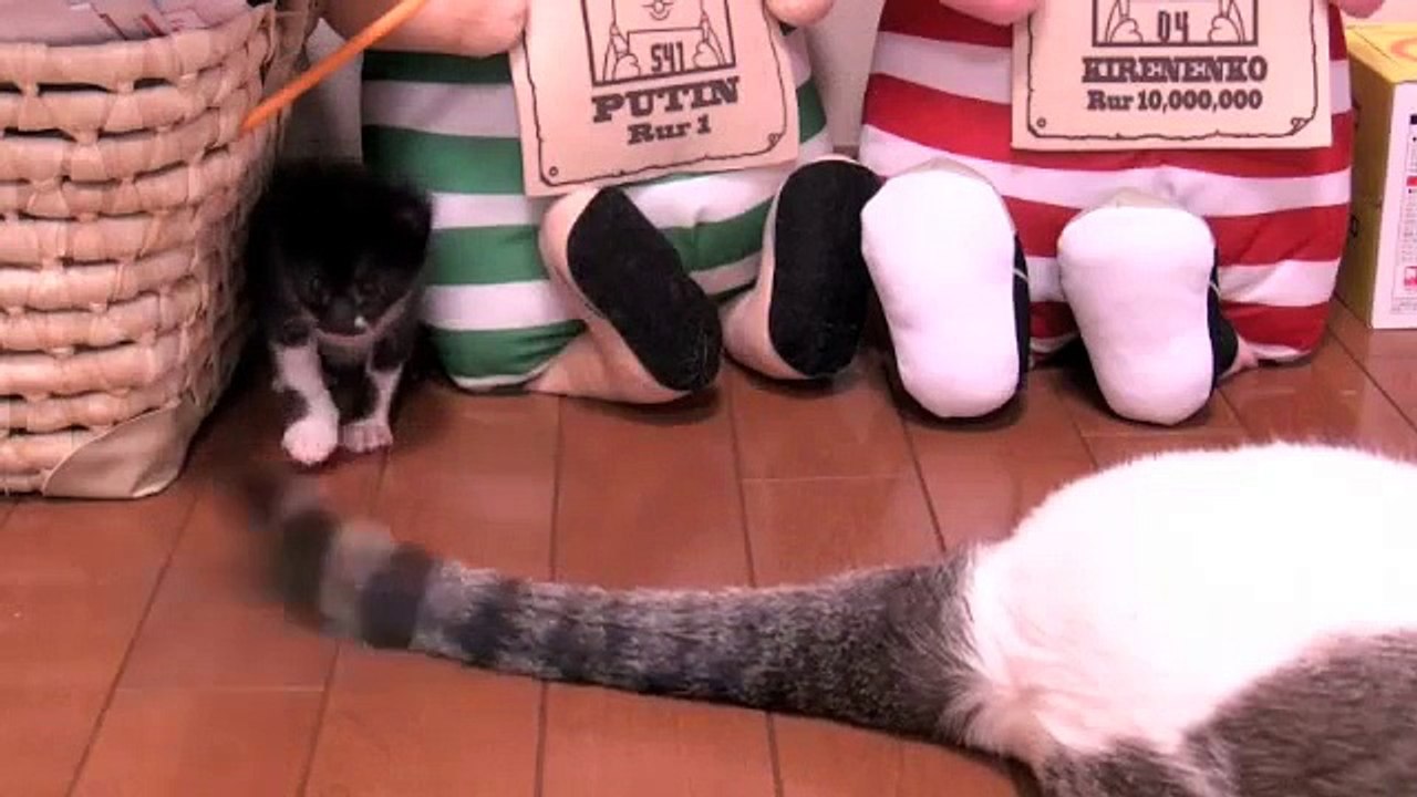 くるねこ大和　20120528　あん胡