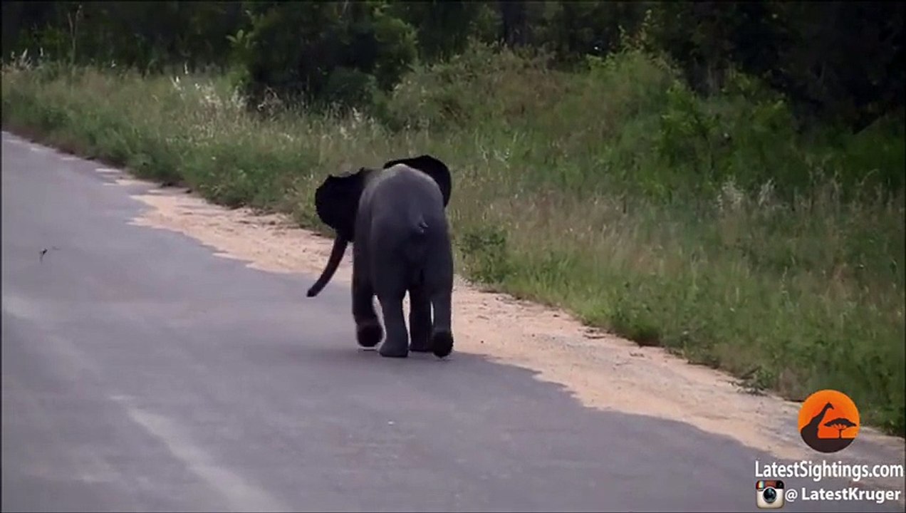 Baby Elephant
