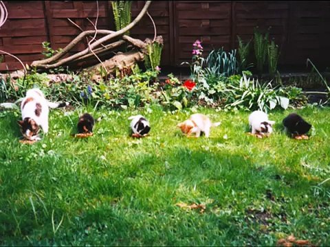 Afscheid van poes Cheetah