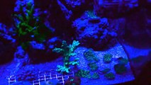 75 Gallon SPS Dominated Reef Tank Night Video