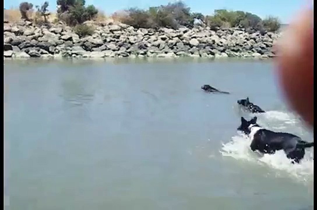 Lucky from Animal Cops San Francisco