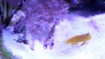 Tiger Pistol Shrimp with Watchman Goby