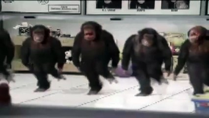 Happy birthday monkey dances