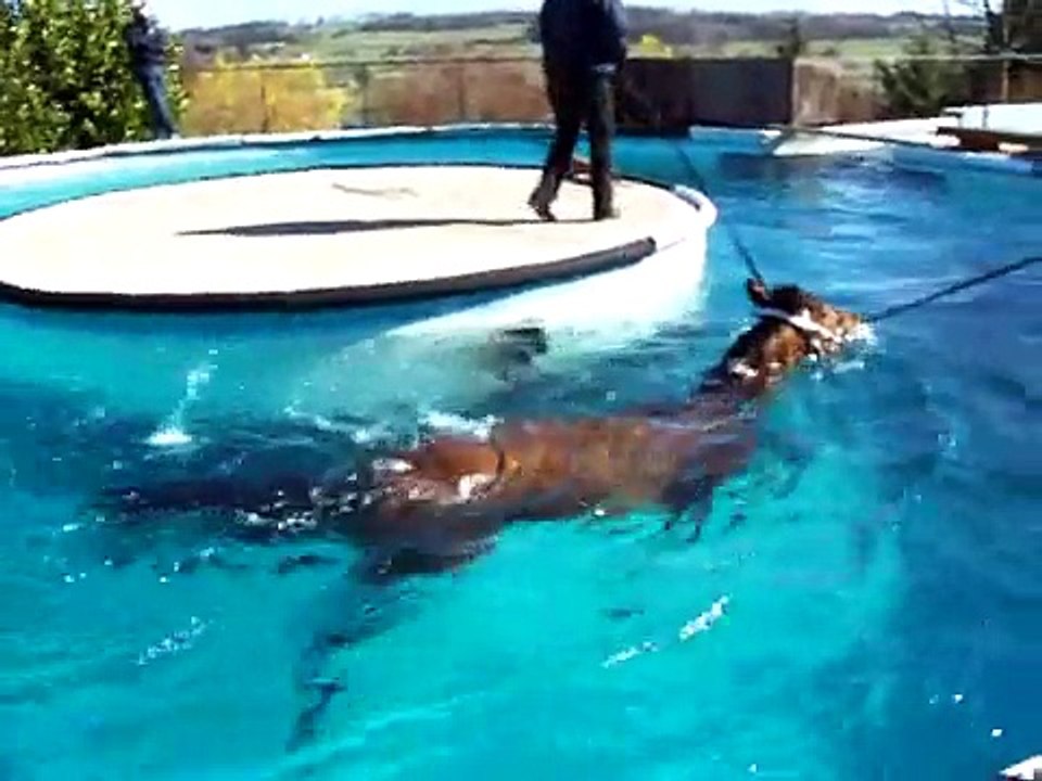 Horse Swim Middleham Open Day