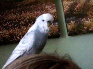 Enzo the talking budgie.