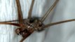 Daddy long legs spider/ Pholcid close-up