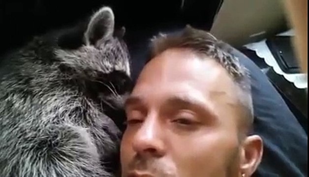 Réveil avec un raton laveur