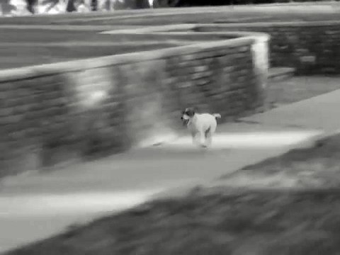 Les meilleures scènes d'Uggie dans ''The artist''