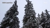 8989-Leservideo: Bulldogge geniesst Schnee auf Lenzerheide