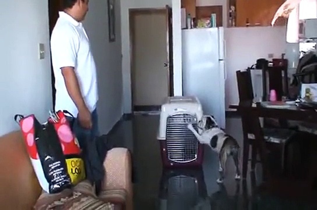 Dogstar Panama, Entrenamiento Bulldog