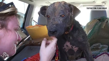 Homeless Dogs Across The Country Are Getting A Second Chance