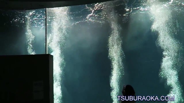 今日まで1匹でがんばってきたマグロも明日からは同居人が増えるらしい。3月30日。葛西臨海水族園 マグロ水槽 クロマグロ Tokyo Sea Life Park Pacific bluefin tuna