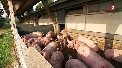 Le porc bio, un marché qui rapporte