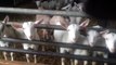 Some of the kid goats that will provide milk for the cheese in years to come