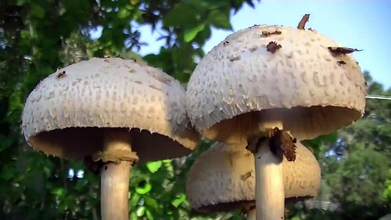 Mushroom time lapse over 48 hours timelapse photography Chlorophyllum Molybdites
