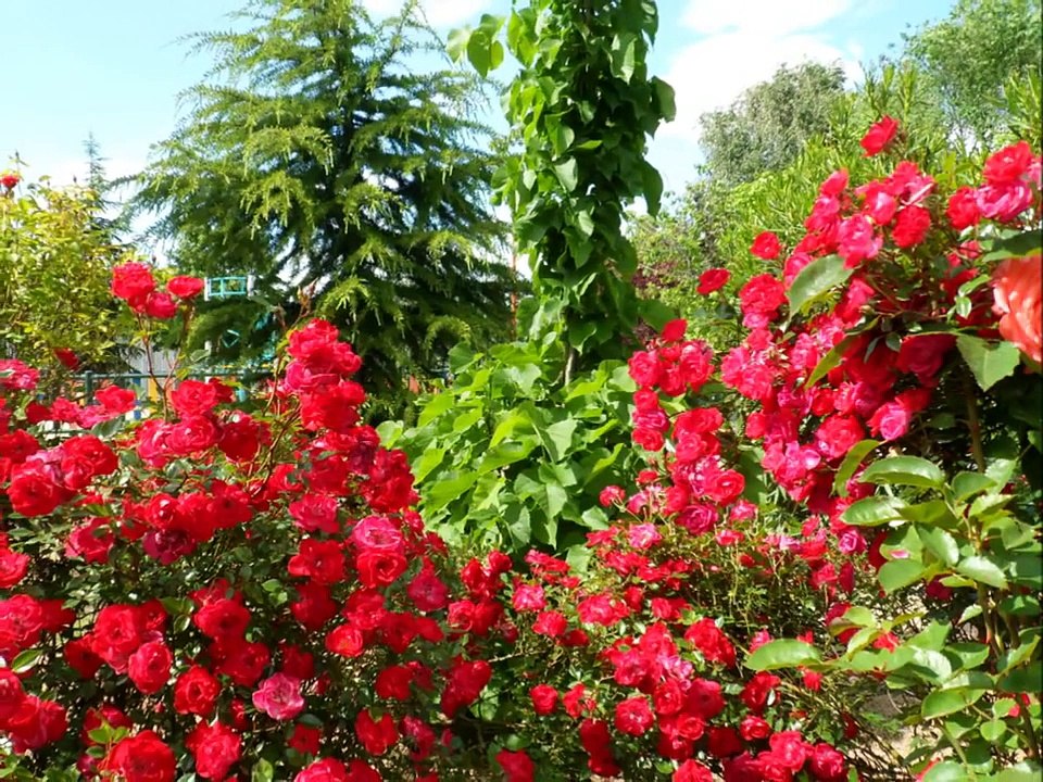 VIDEO  LAS MEJORES FLORES  DEL  MUNDO