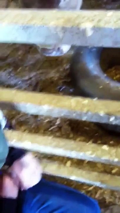 Cow licks us