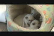 New Ragdoll kittens meet the world