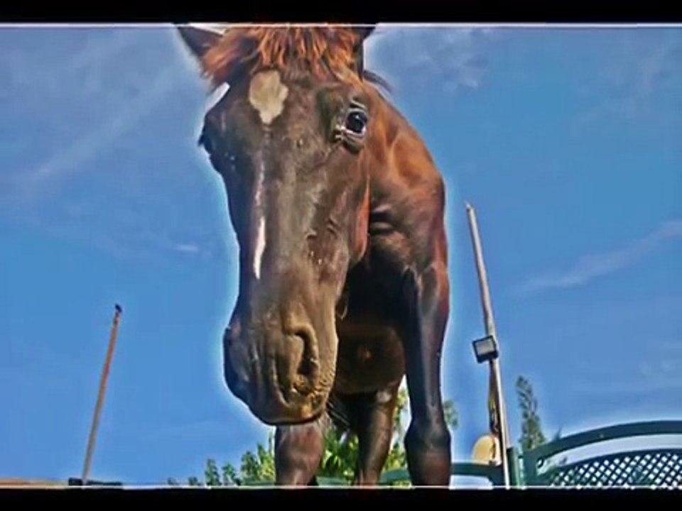 Caballos.♥♥