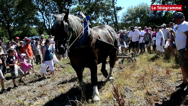 Crach (56). Les vieux métiers sous le soleil