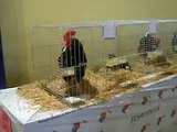 Gallinas Pintas Asturianas V Campeonato de España de Avicultura