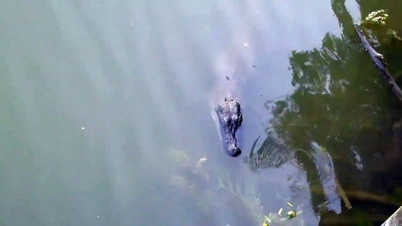 Brazos Bend State Park, Texas "Alligator" Hale Lake Resident