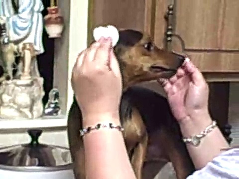 Cleaning Rocky's ears...