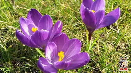 Nature in Netherlands & Natuur in Nederland