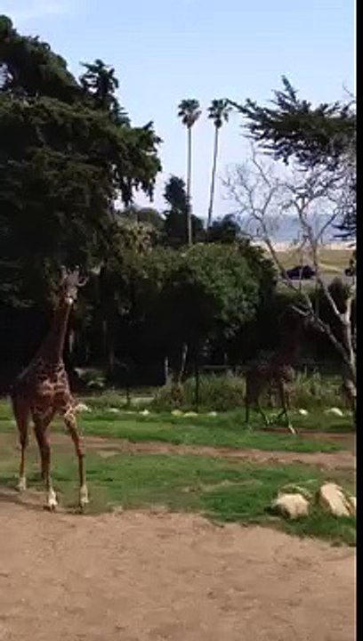 Giraffe cantering