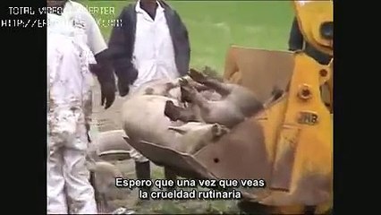 PETA / Paul McCartney - Glass Walls (Subs. español)