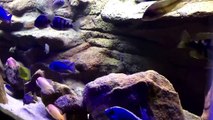 Epic African Cichlid Tank. 90 Gallon Display Aquarium. Aulonocara and Haplochromis