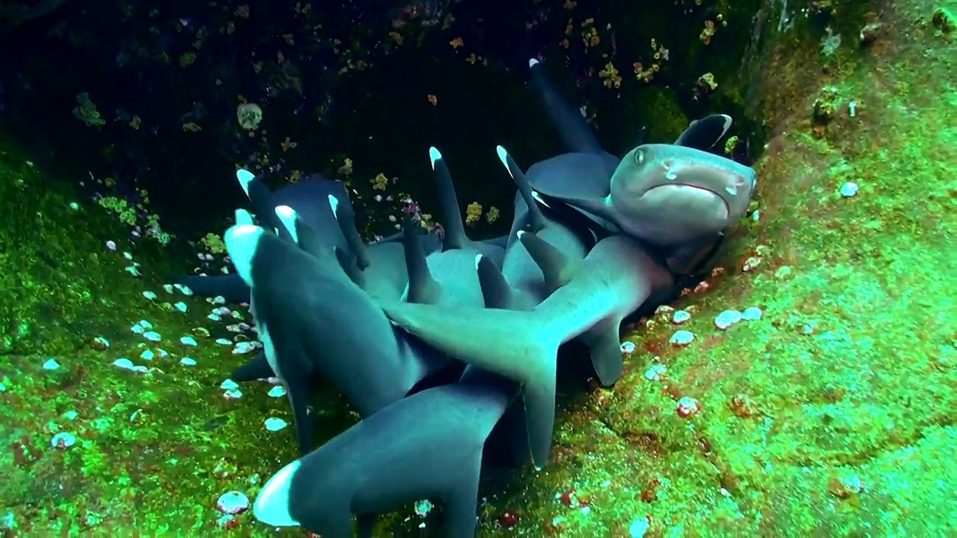 Sleeping Sharks
