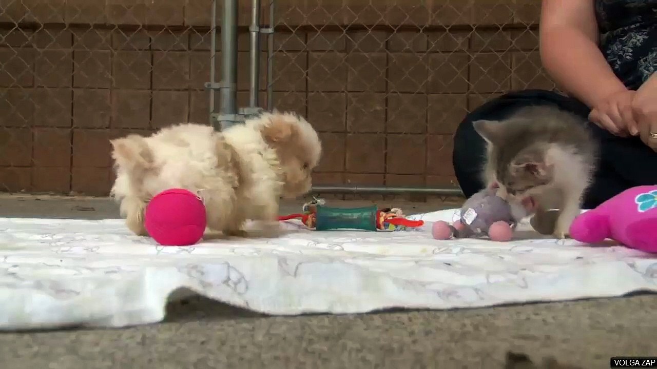 chiot et chaton - cute
