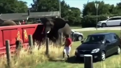 OMG!!! Elephant gone crazy in the public